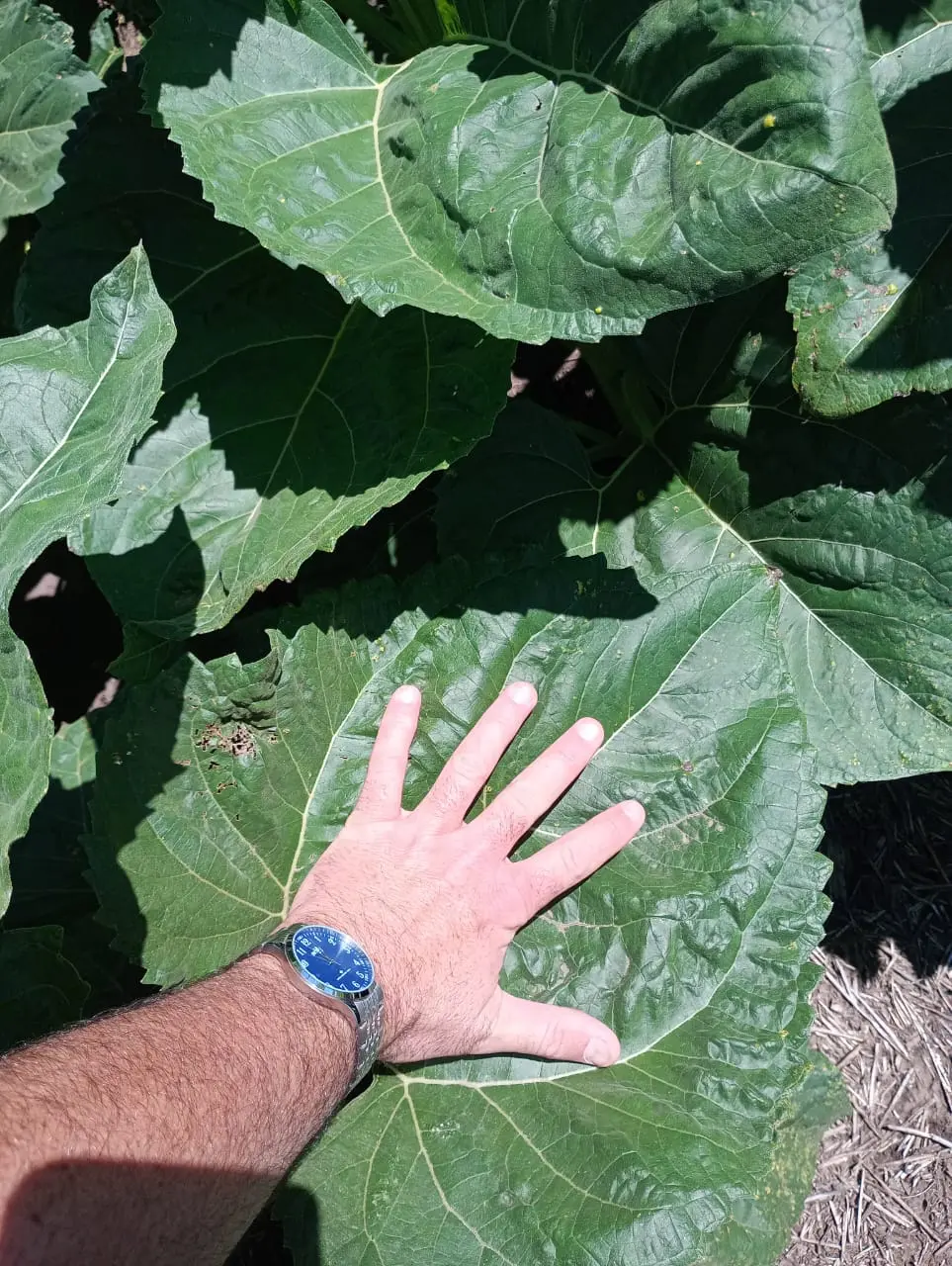 Planta Tratada con Nexula
